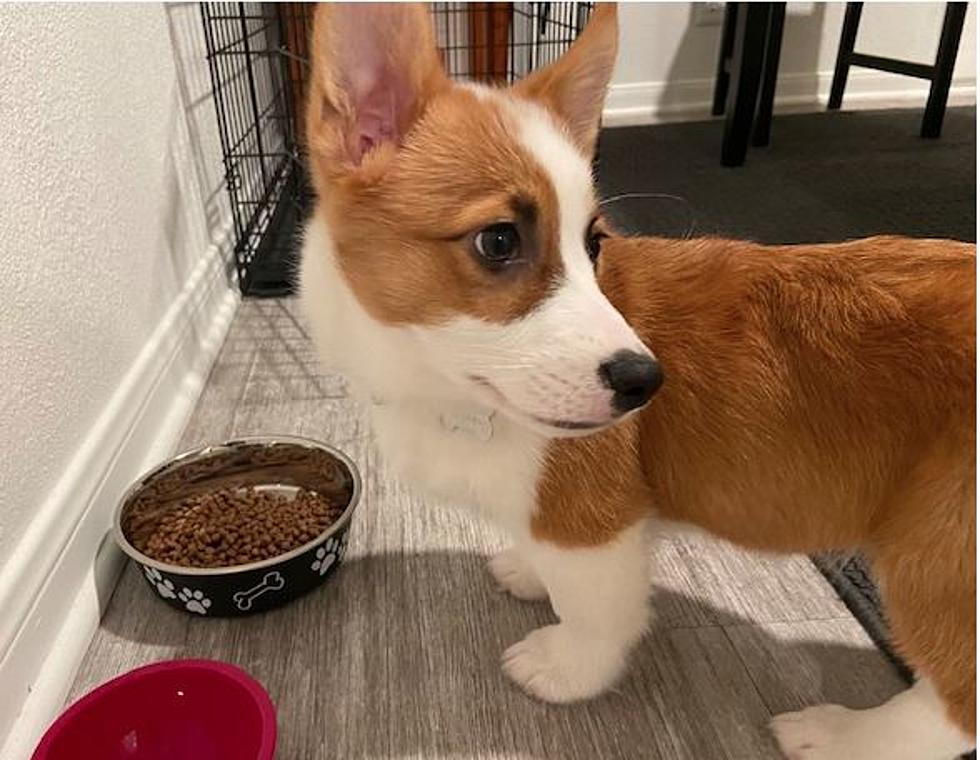 Little Dogs Making a Mad Dash, It's Corgi Racing and It's Real