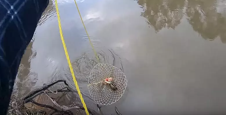 Watch This Guy Catch a Massive Crawfish Using Dog Food as Bait