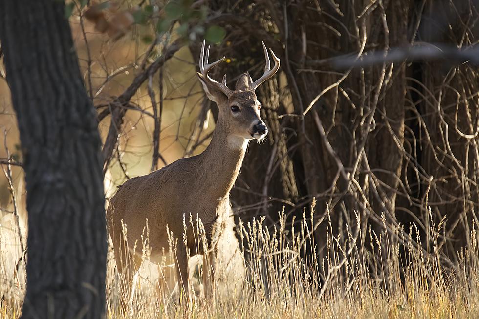 Hilarious Photo of A Deer on A Car in Louisiana Goes Viral