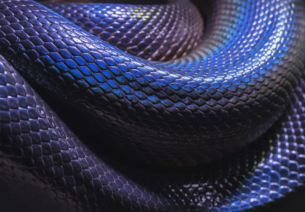 Two Headed Snake Donated by Nicolas Cage Has Died at Audubon Zoo
