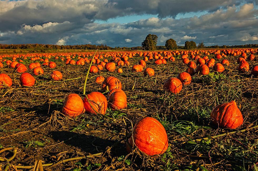 Why Buying Pumpkins in Texas Helps Texas