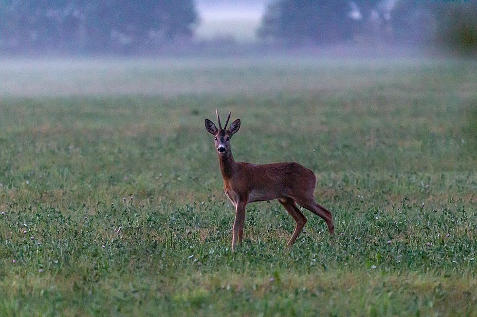 Louisiana ‘Zombie Deer’ Count Now Up To 19