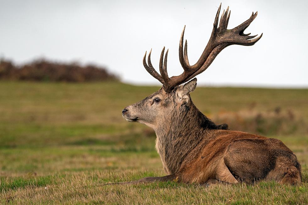 Tire Stuck on Elk's Neck For Two Years is Removed [VIDEO]