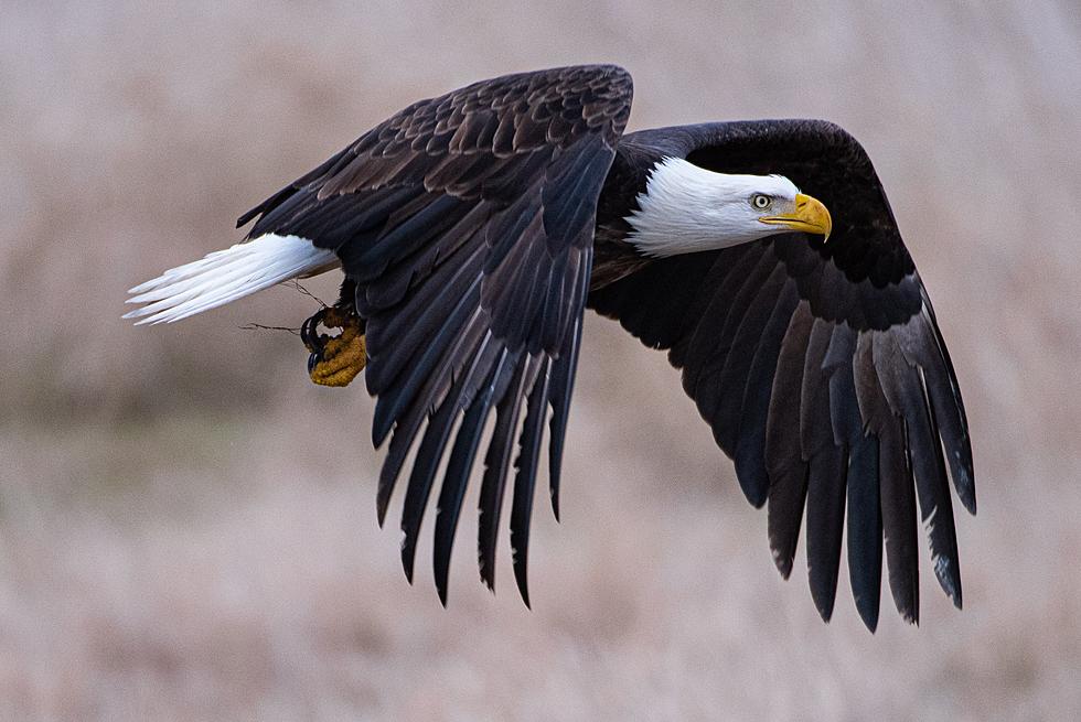 Reward for Info on Two Bald Eagles Shot in Rapides Parish