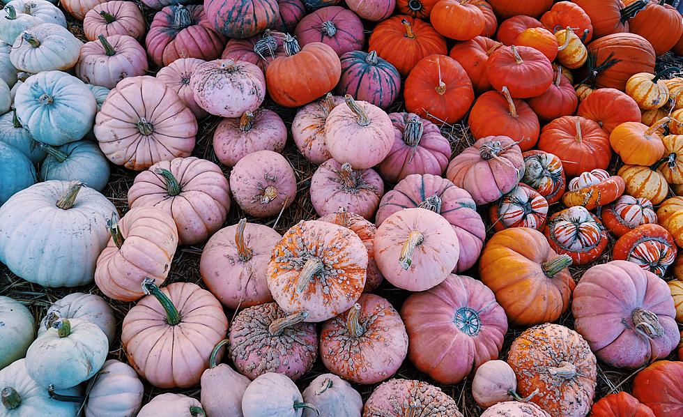 Breast Cancer Month: Pink Pumpkin Patch Returns in Baton Rouge
