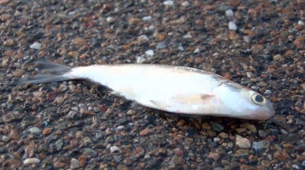 It Actually 'Rained Fish' in Texarkana 