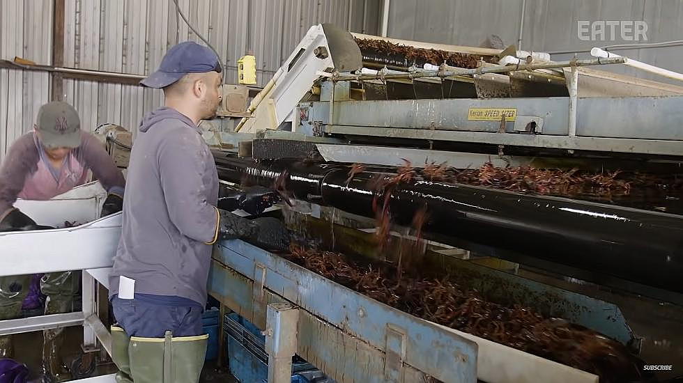 Take a Peek Inside Louisiana&#8217;s Largest Crawfish Farm [Video]