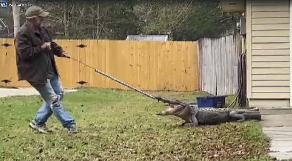 Slidell Man Catches 8-Foot Alligator Hiding Under His Car [Video]