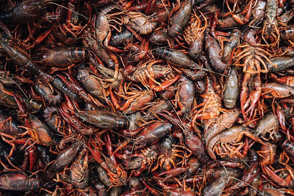 Crawfish Season Off to an Early Start in Louisiana