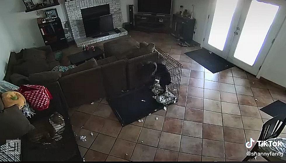 Viral Video of Alleged Ghost Attacking Family’s Dog Gets Stranger the More You Watch