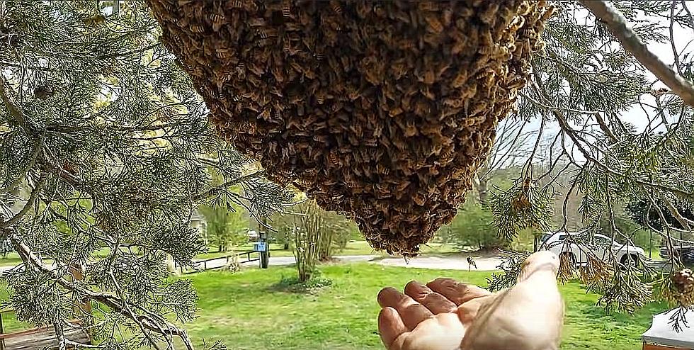 Man Removes Massive Beehive Barehanded ‘I Hope They’re Not Gonna be Mad’ [Video]