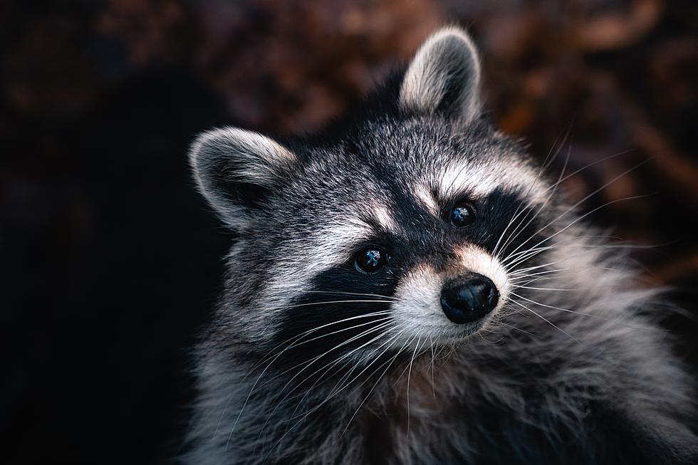 Raccoon Falls From Ceiling at LSU Dining Hall, Chaos Ensues 