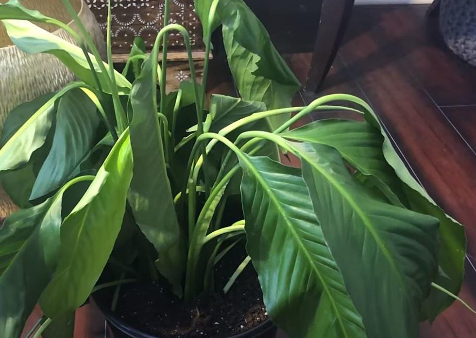 Houseplants Dying? Add this from Your Toolbox to Revive them