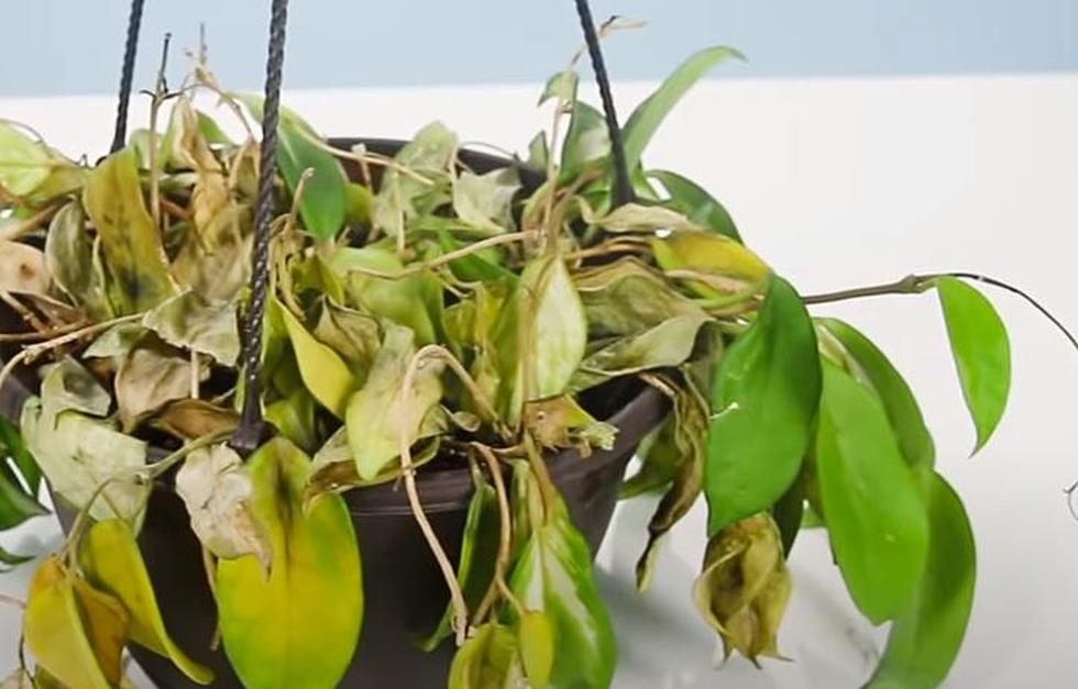 Houseplant Hack Keeps them From Drying Up in Summer Heat