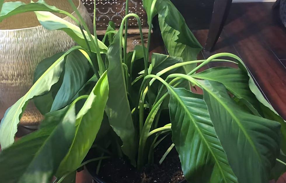 Houseplant Hack Keeps them From Drying Up in Summer Heat