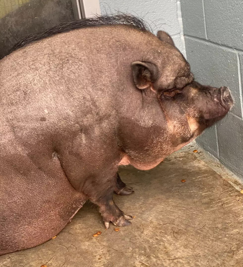 Lafayette Animal Shelter Looking for a Forever Home for Peppa, a Pot-Bellied Rescue Pig