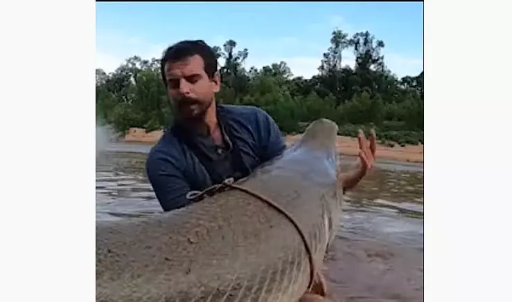 Watch as Texas Man Catches 300 Pound 8 Foot Alligator Gar