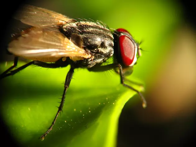 Tik Tok Hack Makes Removing Flies Clean and Easy