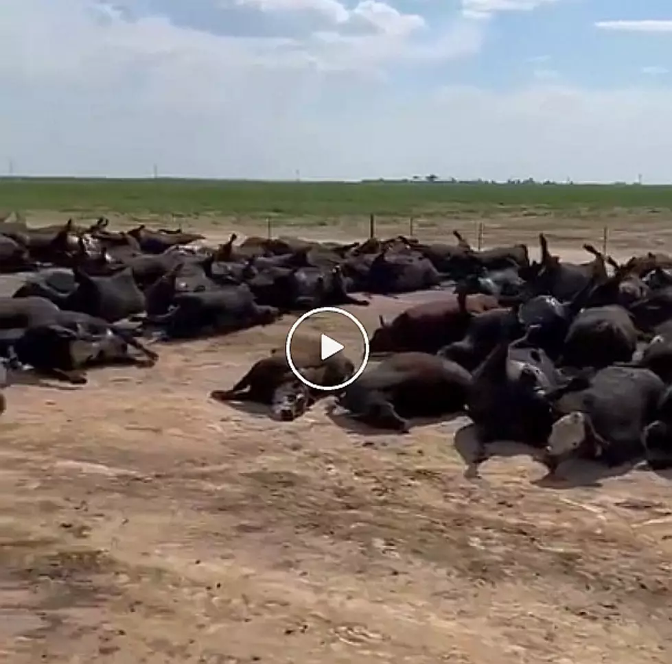 Thousands of Cattle Found Dead Due to Heat Stress [Video]