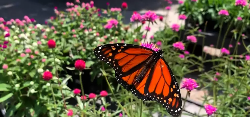 Monarch Butterflies Reportedly at Risk of Extinction