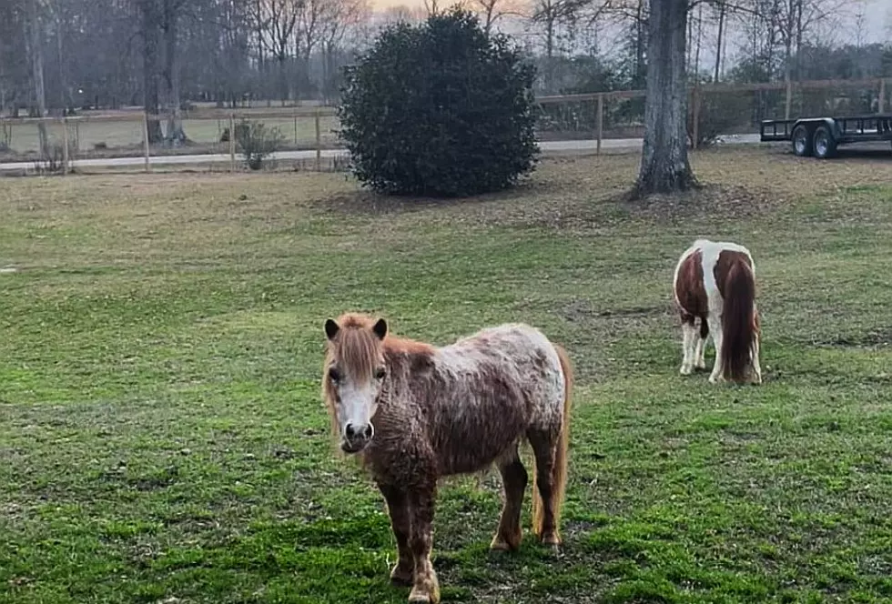 Two Rescue Ponies Shot and Killed in Amite, La
