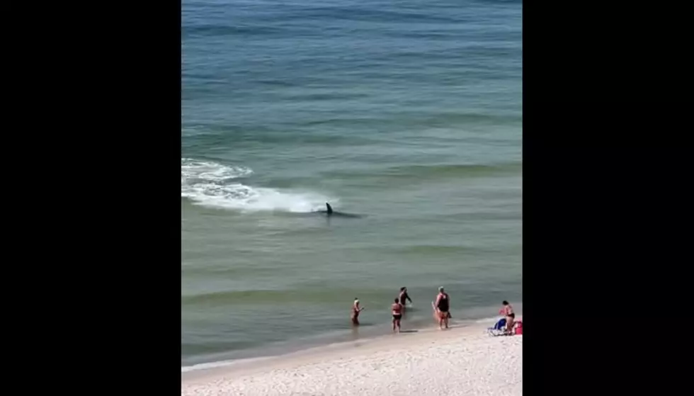 10-Foot Hammerhead Shark Approaches Shore On Florida Beach