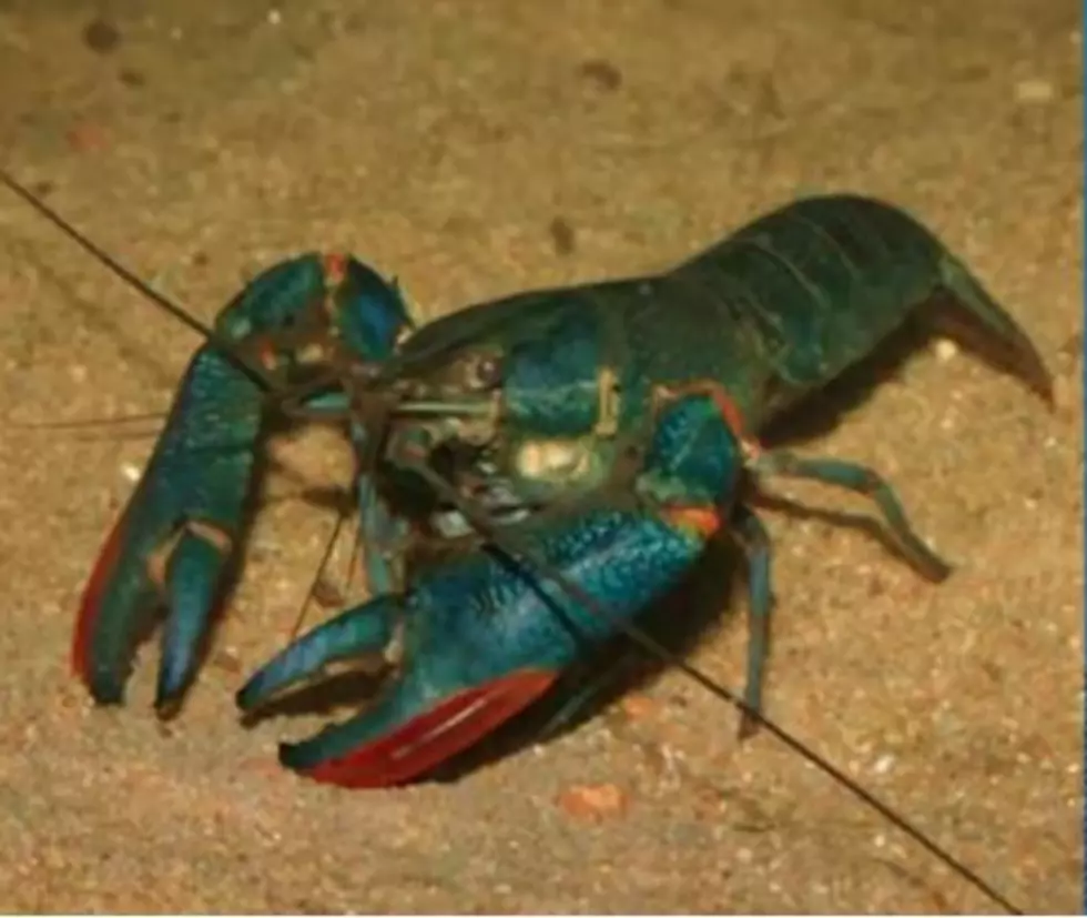 Huge Australian Crawfish Found in Texas