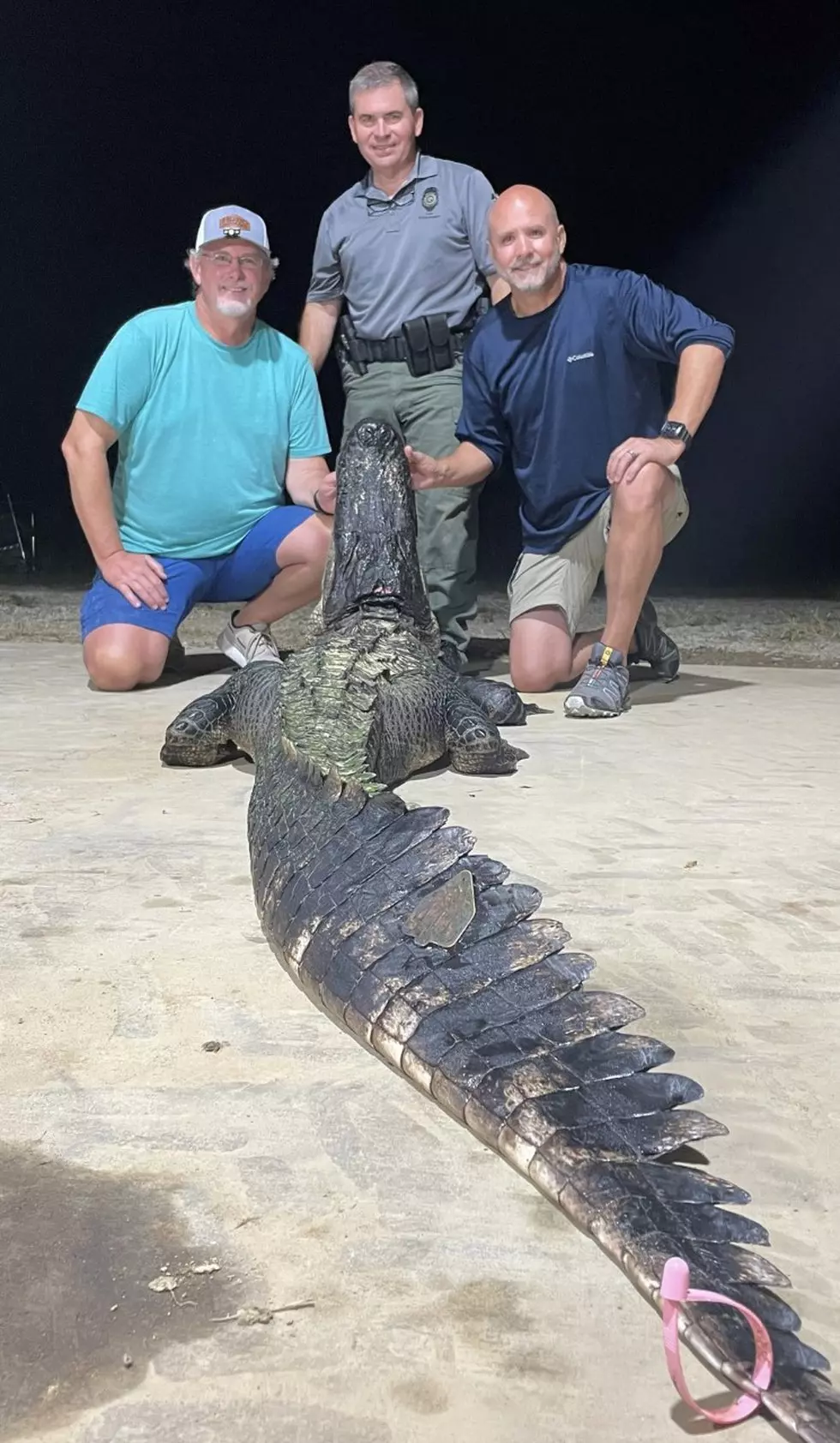 Record Alligator Captured in Mississippi, Could Be 100 Years Old