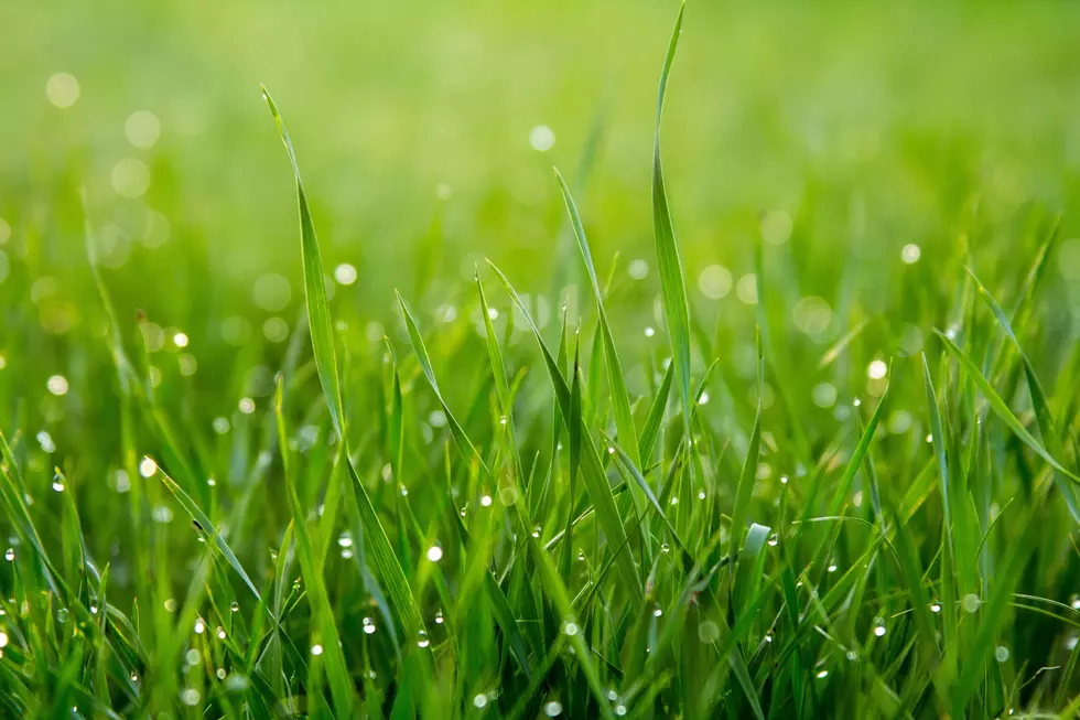 How to Cut Your Grass When It’s Wet [Video]