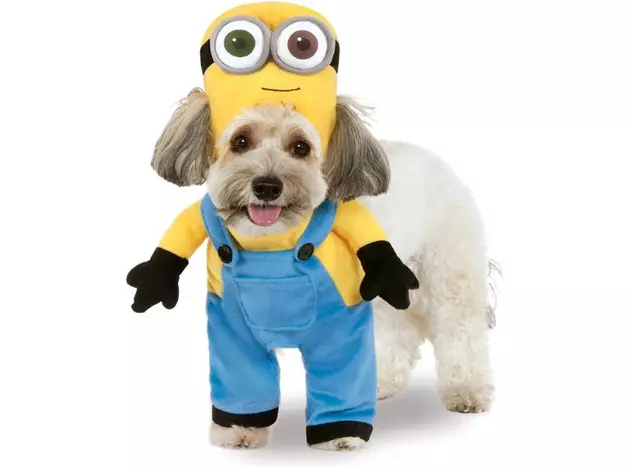 Nearly Half Of All Dog Parents Plan To Wear Matching Halloween Costumes  With Their Dog, Survey Finds - The Animal Rescue Site News