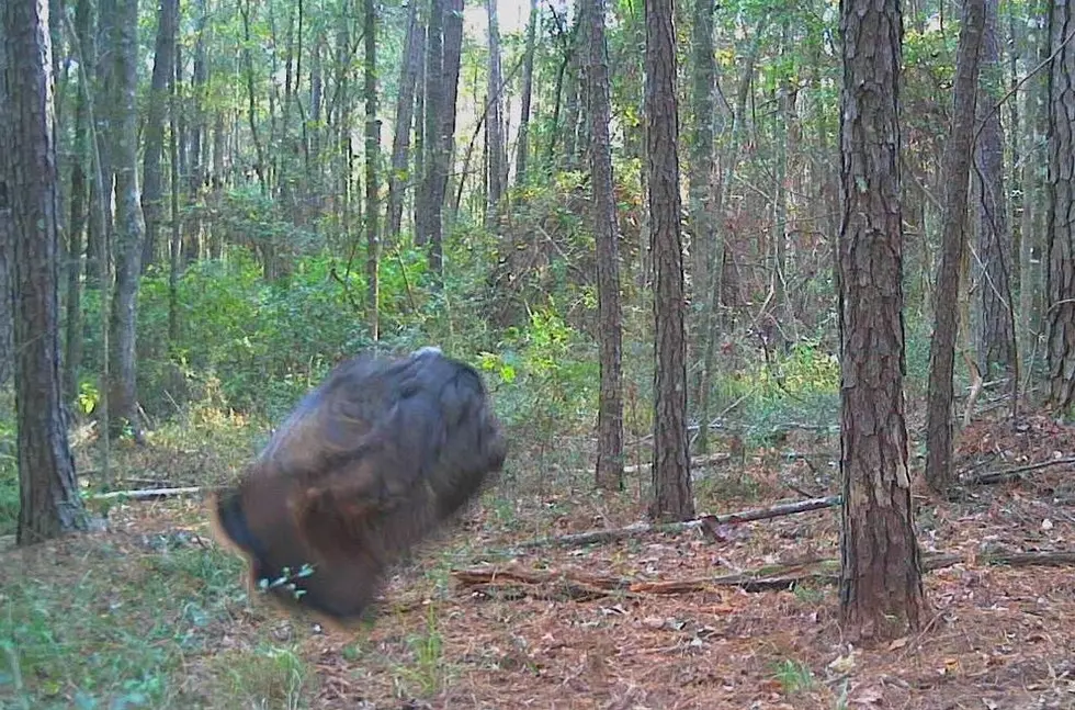 South Louisiana Trail Camera Picks Up Mystery Animal 