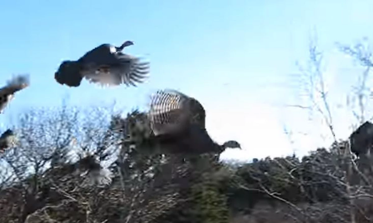 wkrp-turkey-drop-episode-was-based-on-real-incident