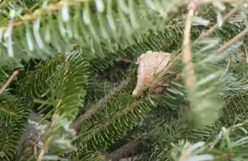 Louisiana Residents Warned : Remove ‘Lumps’ From Christmas Tree