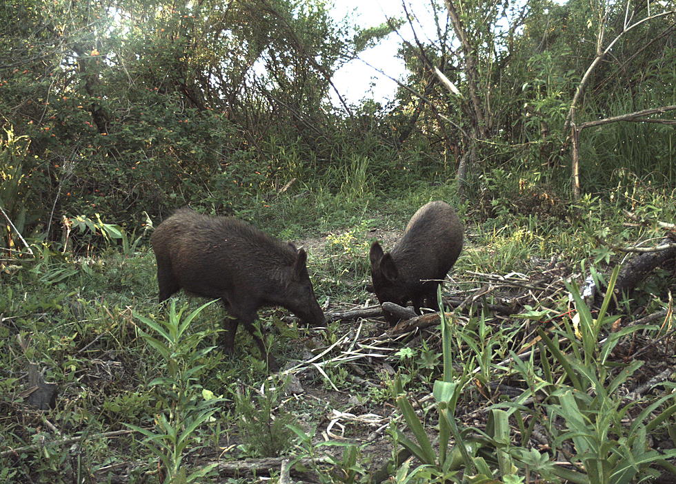 Feral Hogs Now Being Accepted by Hunters for the Hungry