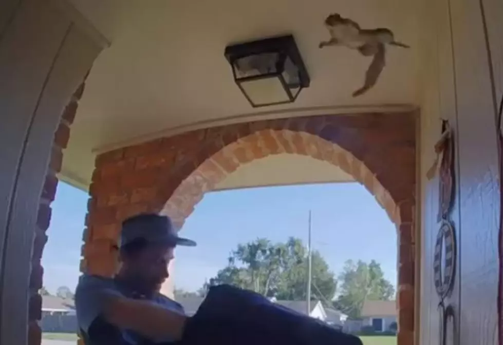 Louisiana Squirrel Launches Itself Into Home During Pizza Delivery