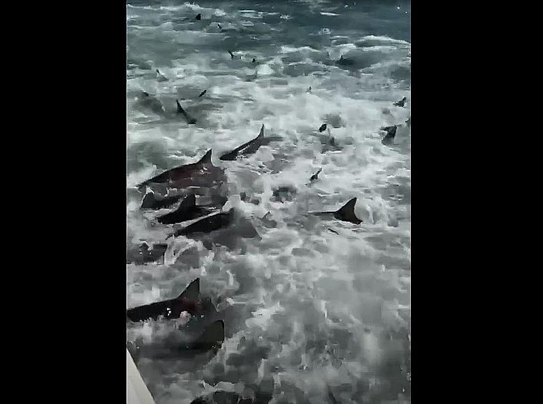 Louisiana Fishermen Caught in the Middle of Insane Shark Feeding