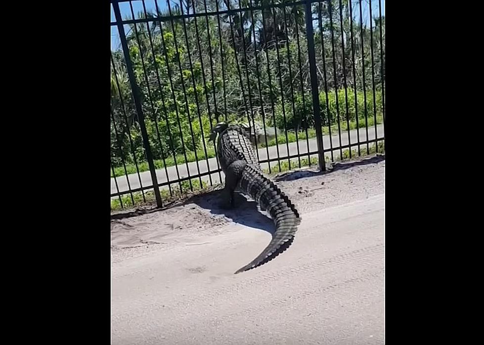 Huge Alligator Easily Bends Metal Fence and Climbs Through