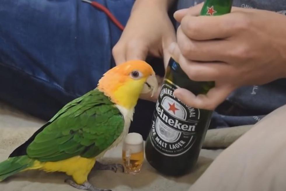 Louisiana Residents Cautioned About the Dangers of Drunk Birds