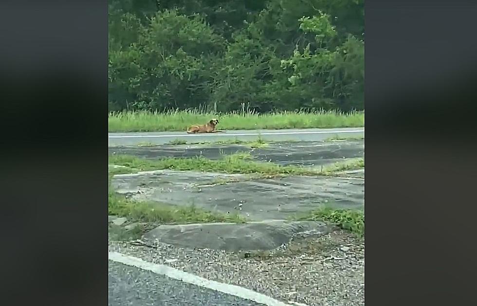 Louisiana Dog Has Been Waiting at Exit 25 for Almost Four Years