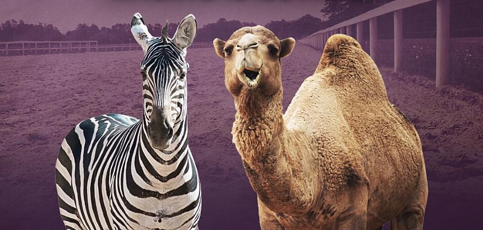 Evangeline Downs Hosting Camel & Zebra Racing This Sat, April 22