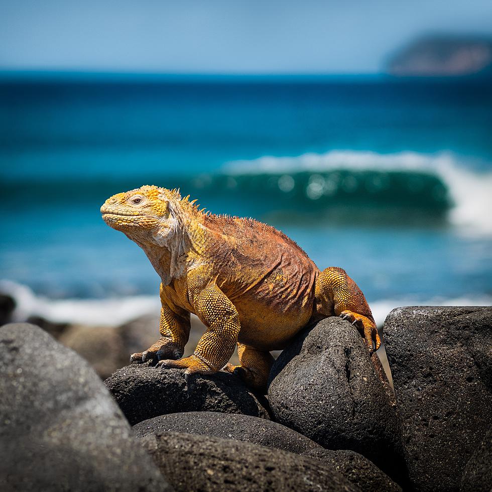 Louisiana Man Arrested for Transporting Duct Taped Iguanas