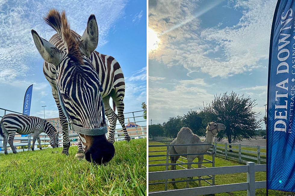 Zebra and Camel Racing Heading to Delta Downs in Vinton on Saturday, June 3