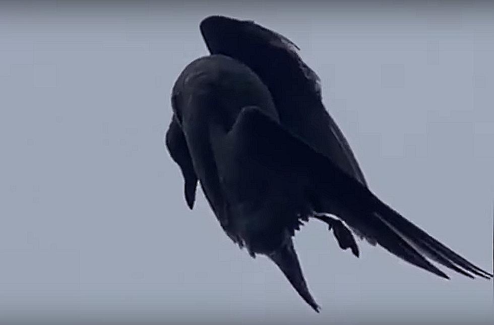 Bird Bizarrely Motionless in the Sky Called Glitch in the Matrix