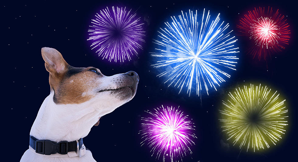 Fireworks and Pets Don&#8217;t Always Mix for 4th of July &#8212; Here&#8217;s Some Advice to Keep Your Furry Friends Safe