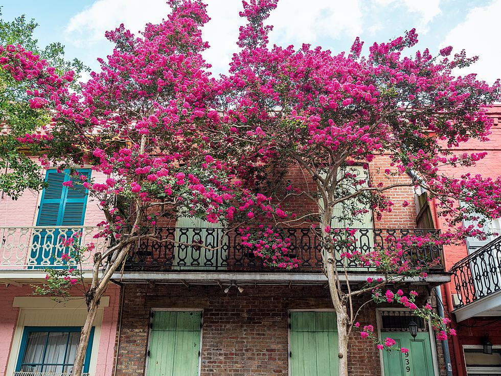 Crepe Myrtle Tree Shedding Bark? What That Means