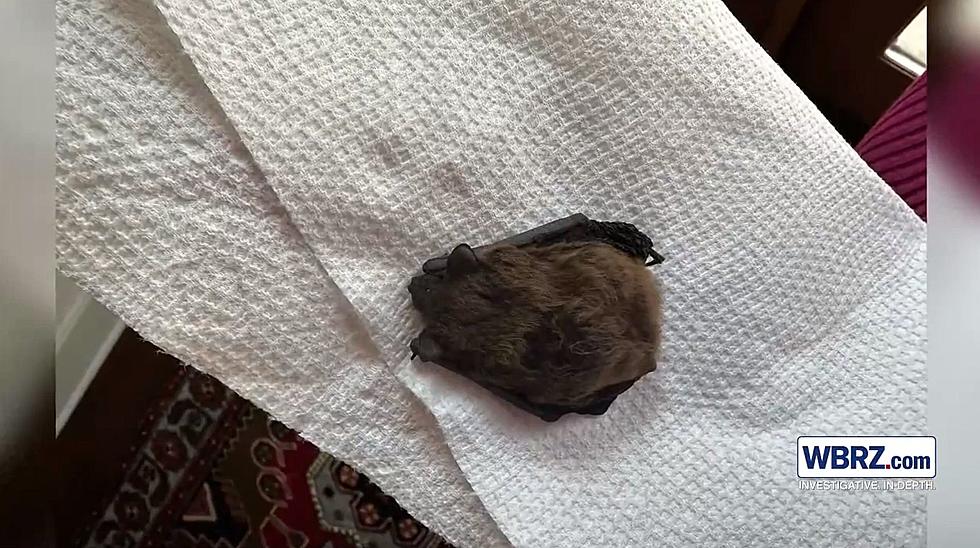 Louisiana Man Can’t Break Lease Agreement for Apartment Infested With Bats