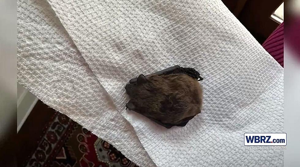 Louisiana Man Can&#8217;t Break Lease Agreement for Apartment Infested With Bats