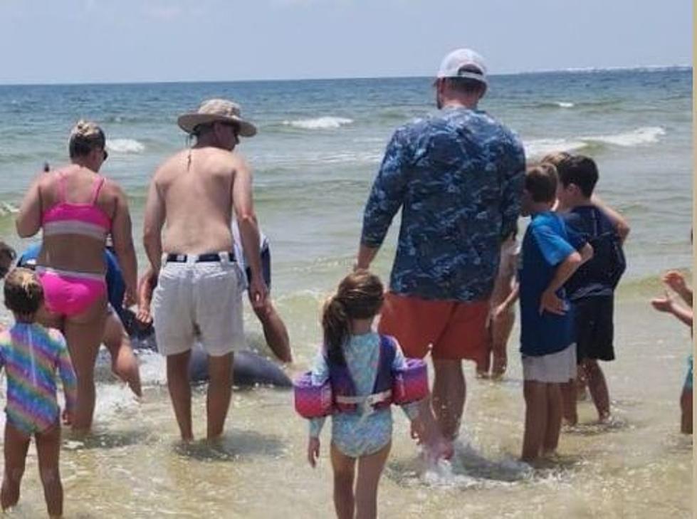 Look But Don't Touch - Gulf Coast Beach Goers Cautioned