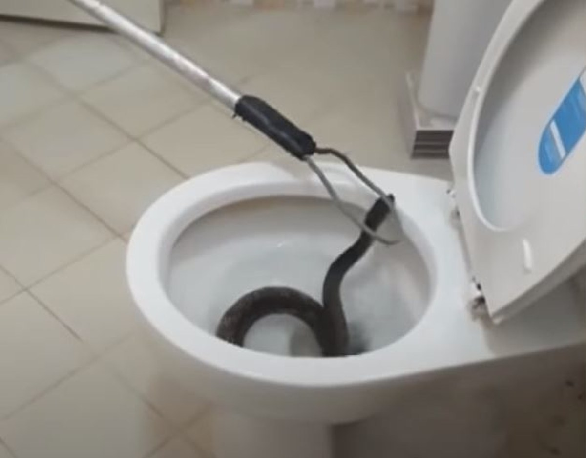 Surprise! Rattlesnake in a toilet