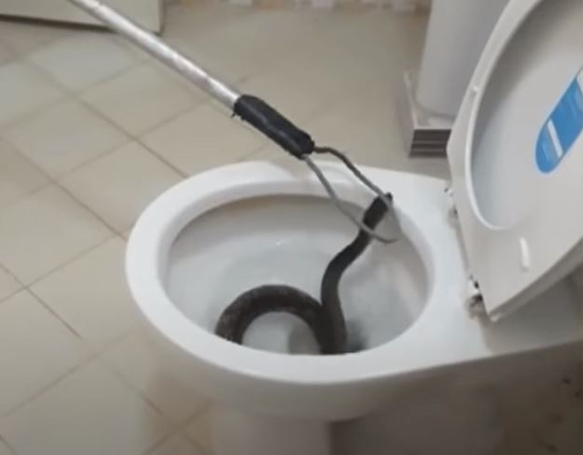 Can Snakes Really Come Up a Toilet Pipe?